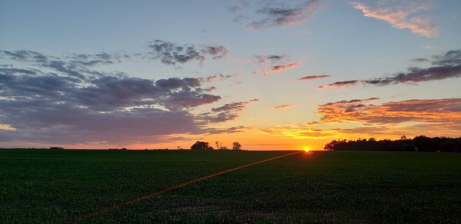 Sunset over a young cornfield on the South Dakota prairie, with an orange sky above a distant treeline